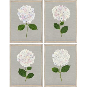 TLC- WHITE HYDRANGEAS 5-8